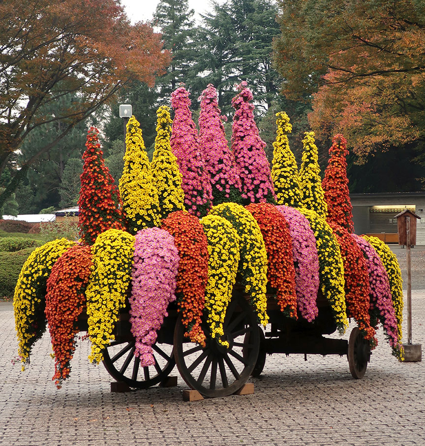 Bonsai chrysanthemum cart at Jindai Botanical Garden