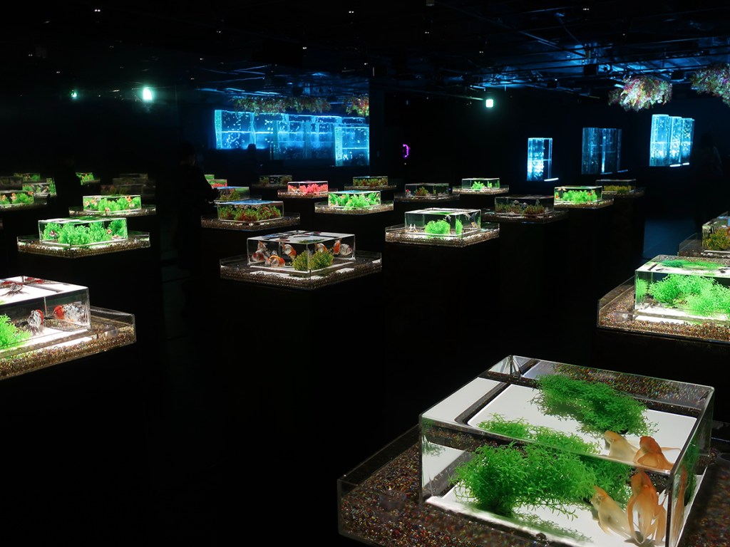 Goldfish at the Art Aqauarium Museum in Ginza, Tokyo