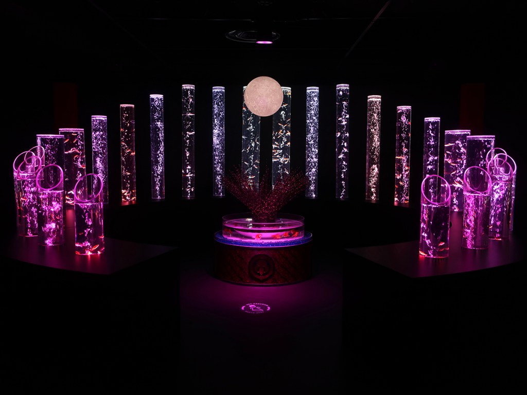 Goldfish at the Art Aqauarium Museum in Ginza, Tokyo