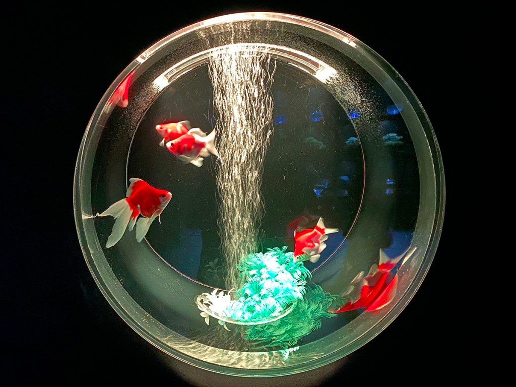 Goldfish at the Art Aqauarium Museum in Ginza, Tokyo