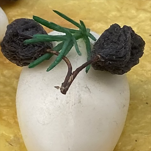 Japanese cheesecake garnished with shriveled grapes and pine needles