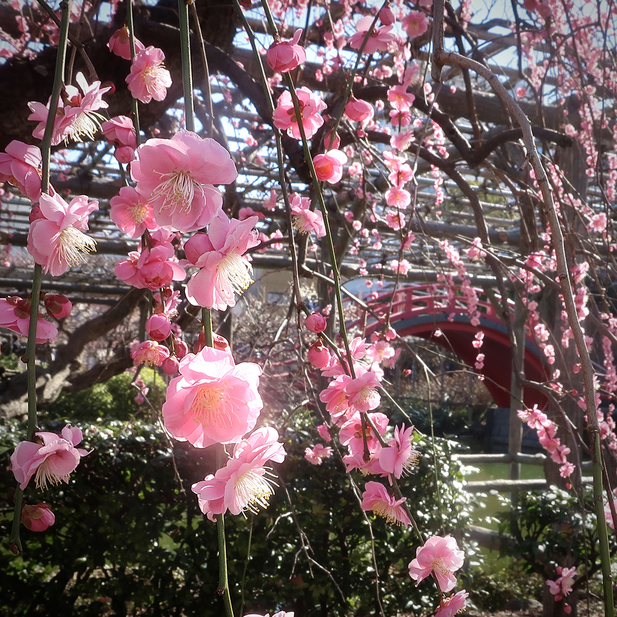 Plum blossoms at Kameido Tenjin