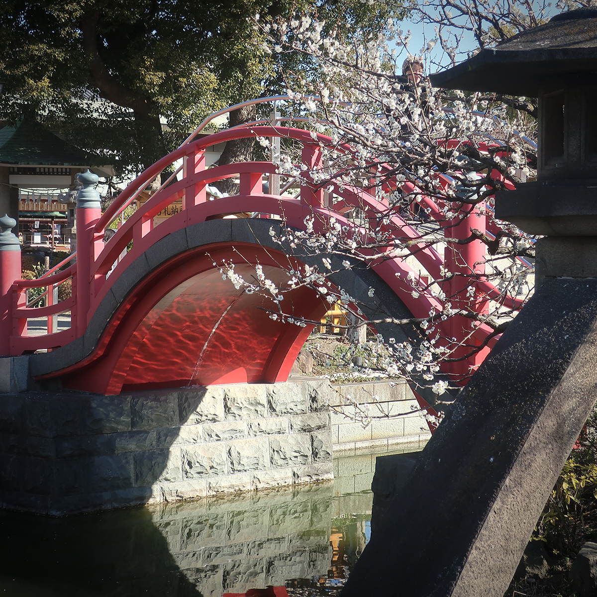 Plum blossoms at Kameido Tenjin