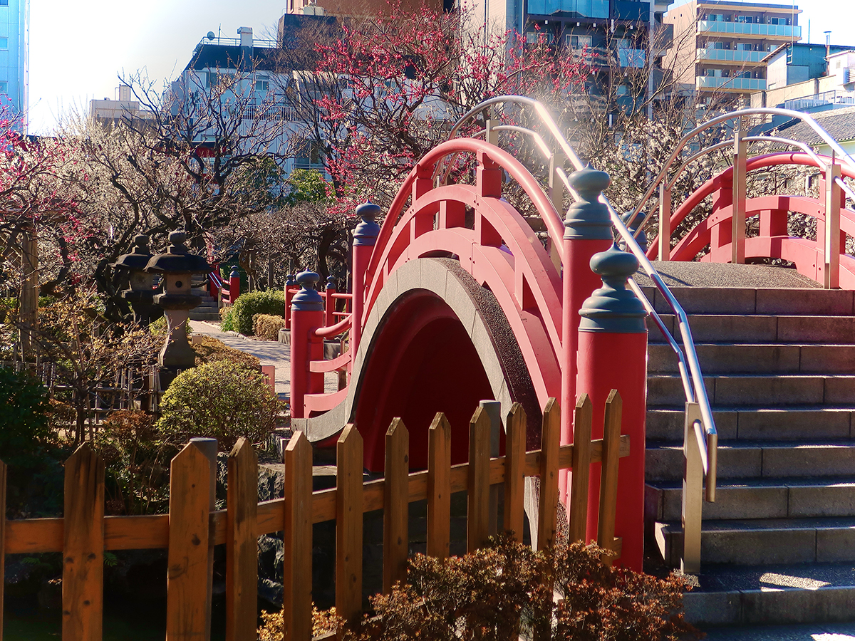 Plum blossoms at Kameido Tenjin