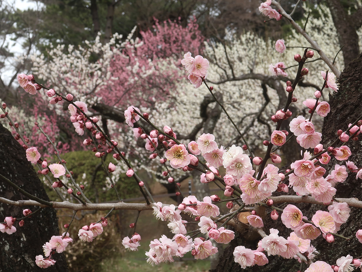 Plum blossoms at Okurayama Park
