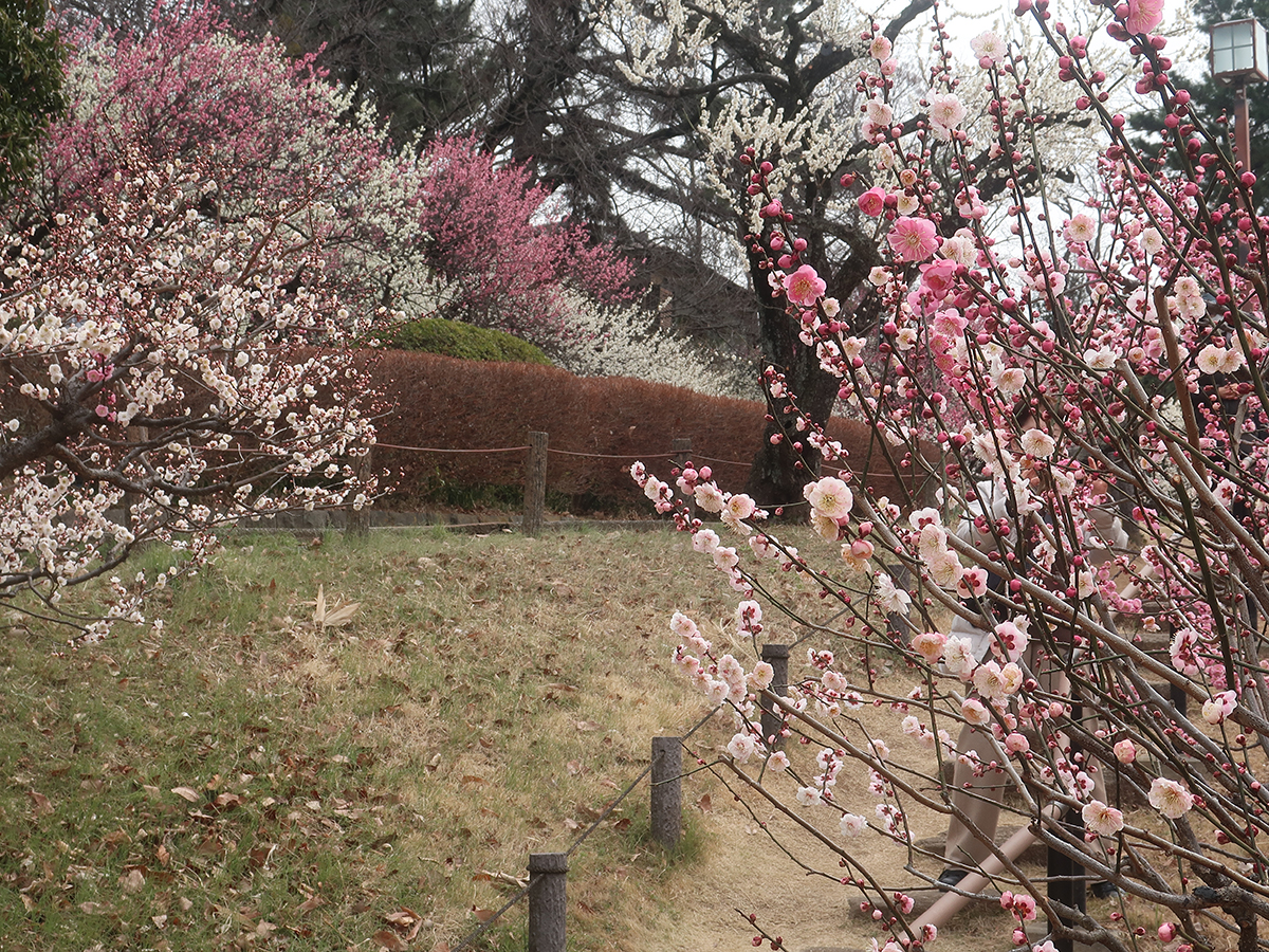 Plum blossoms at Okurayama Park