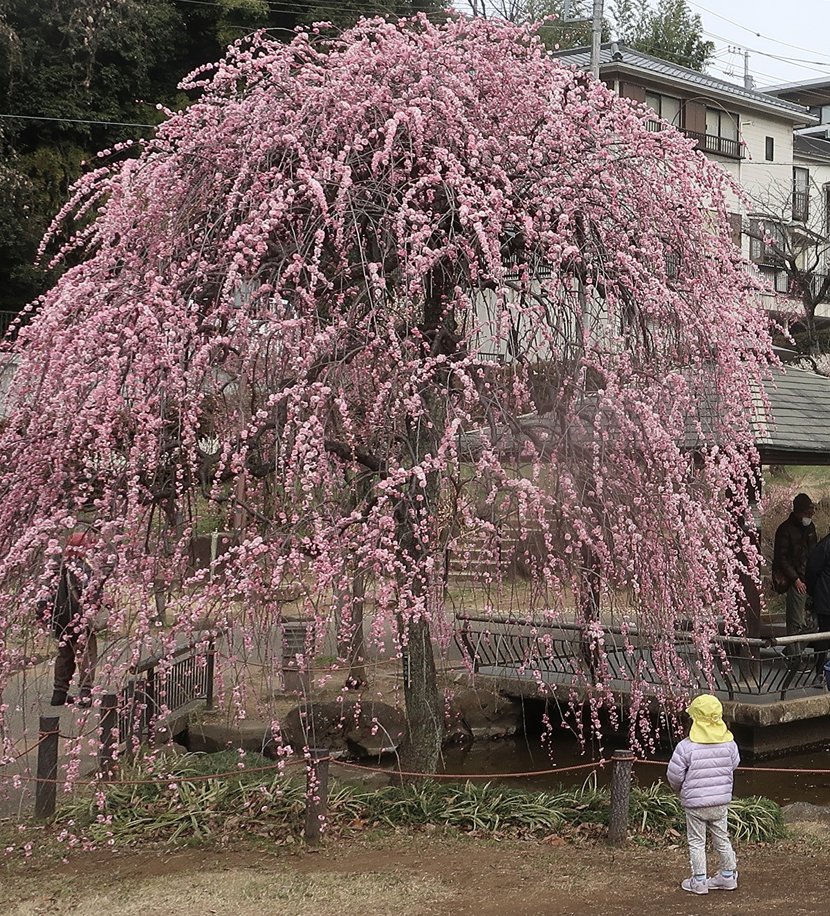 Plum blossoms at Okurayama Park