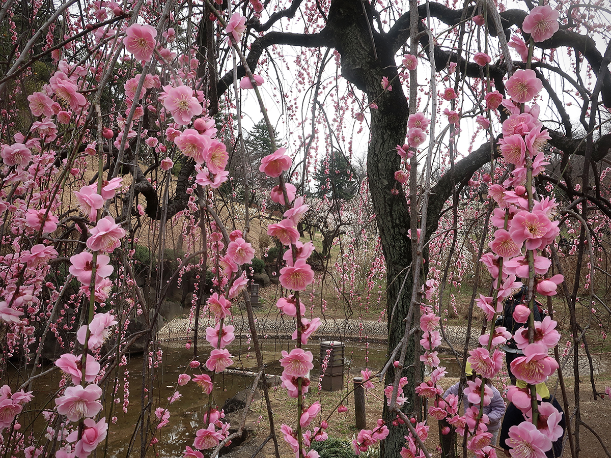 Plum blossoms at Okurayama Park