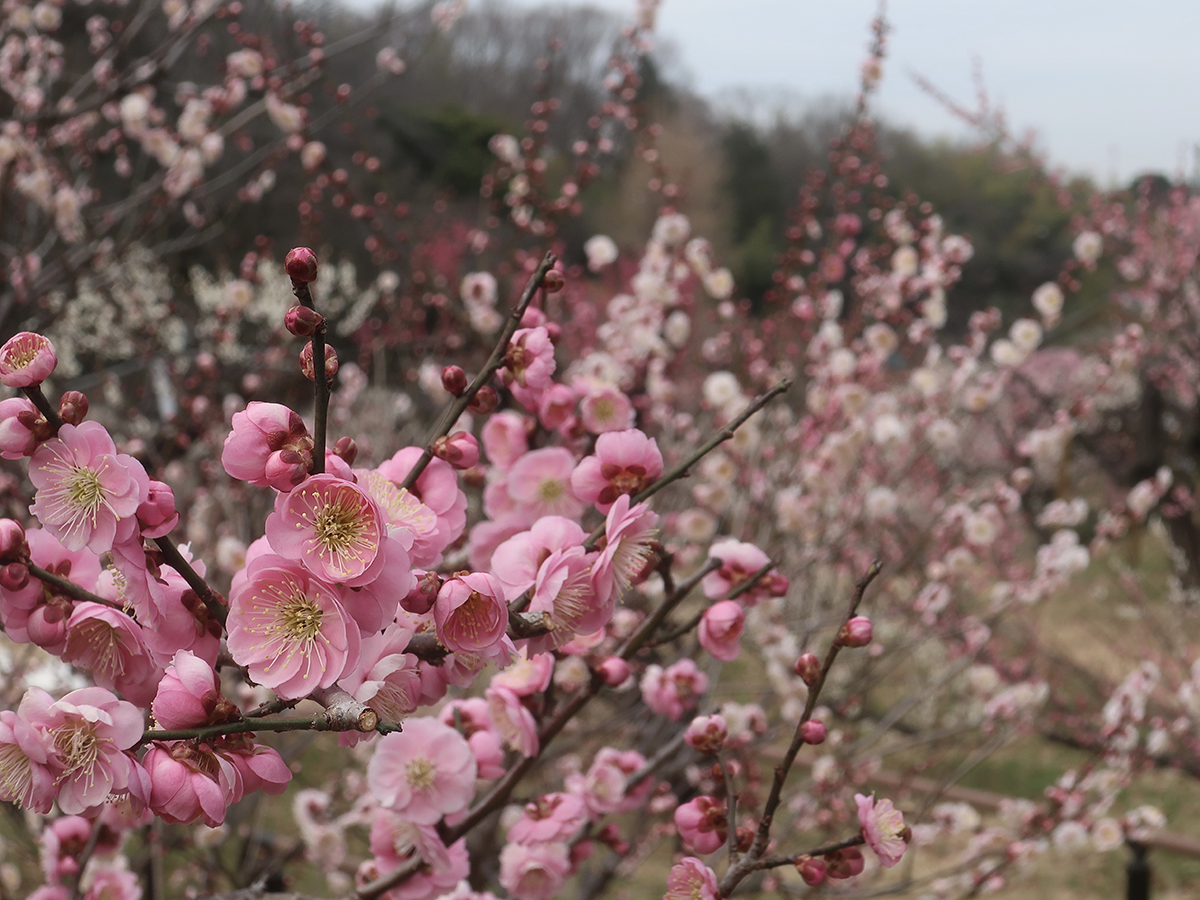 Plum blossoms at Okurayama Park