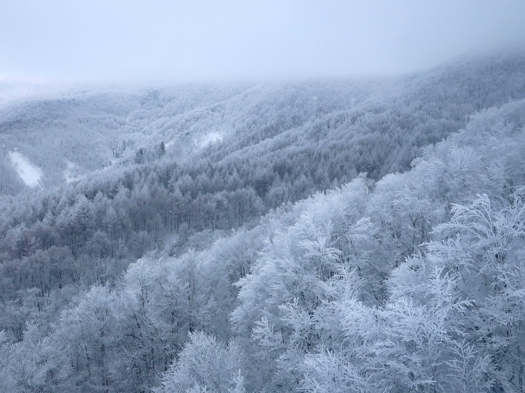 Trees covered in frost at Mt. Zao in Japan