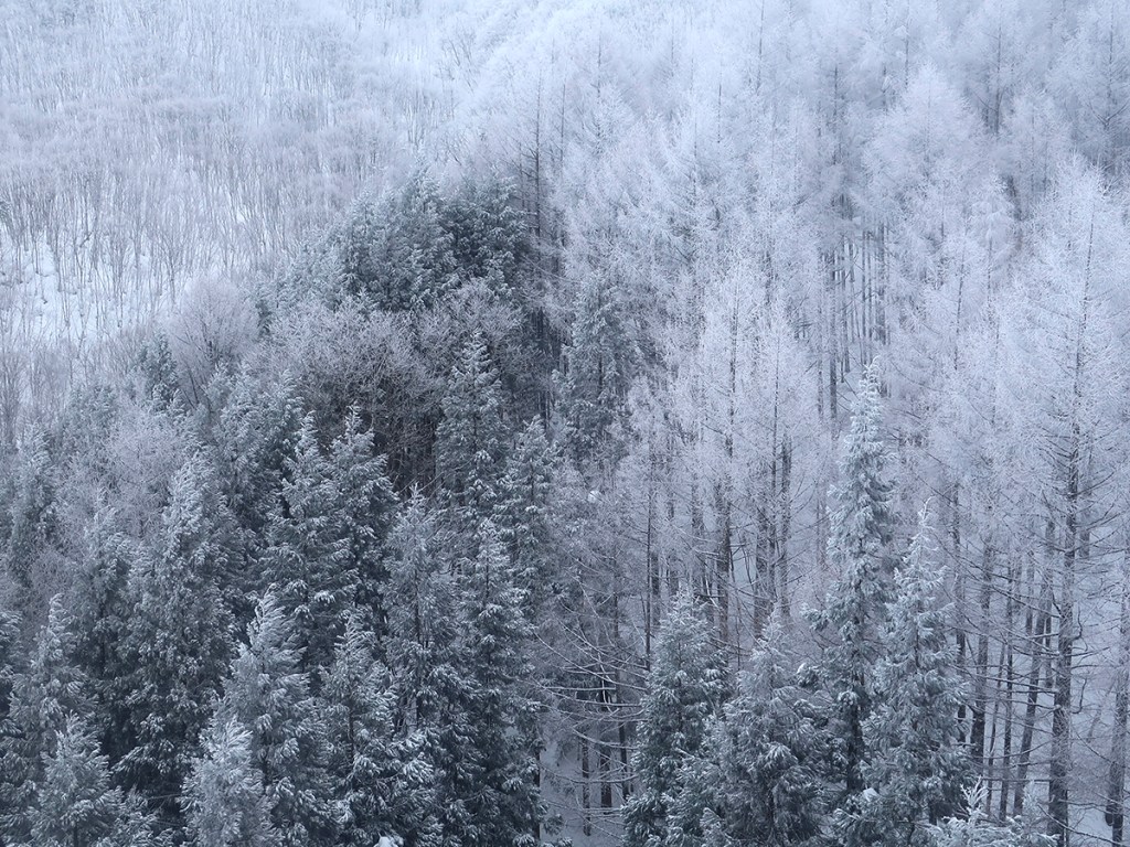 Trees covered in frost at Mt. Zao in Japan