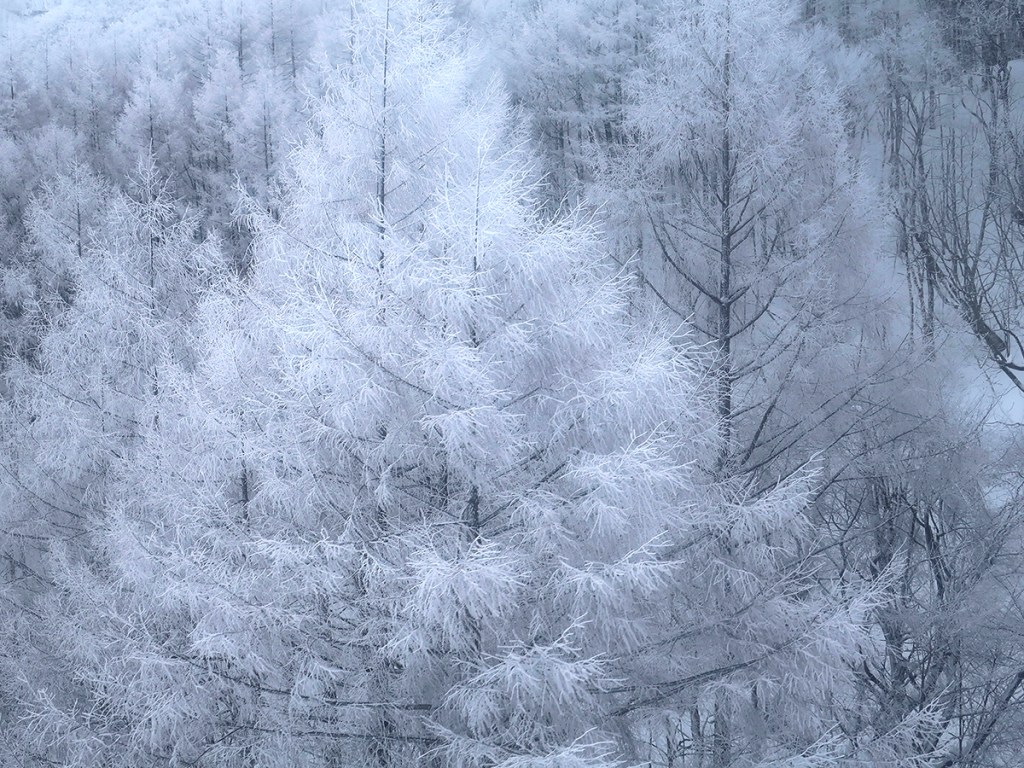 Trees covered in frost at Mt. Zao in Japan