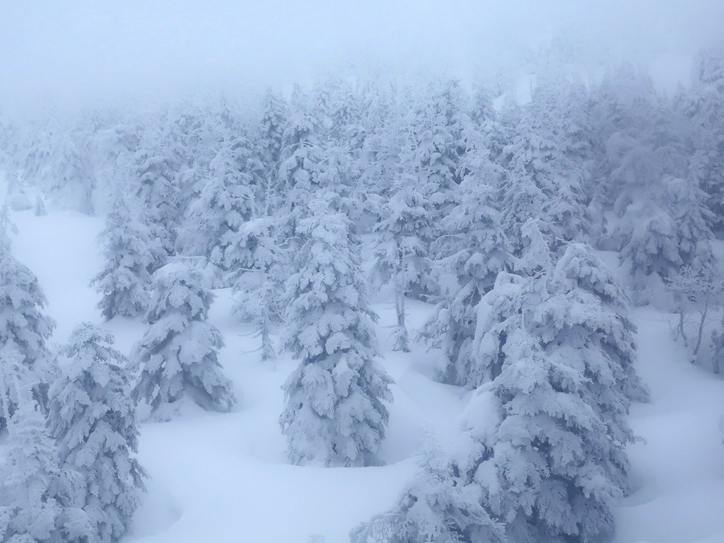 Snow monster trees in the making at Mt. Zao in Japan
