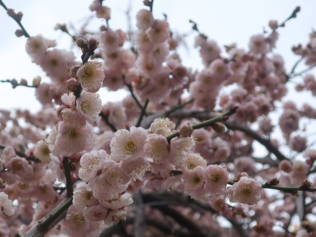 Plum blossoms at Yushima Shrine
