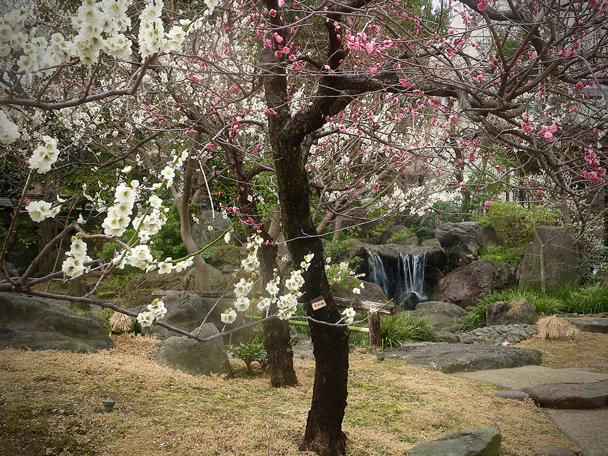 Plum blossoms at Yushima Shrine
