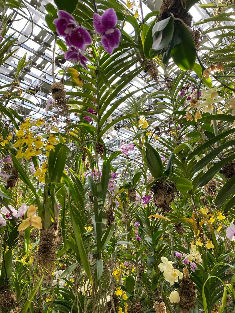 TeamLab Planets hanging orchid room