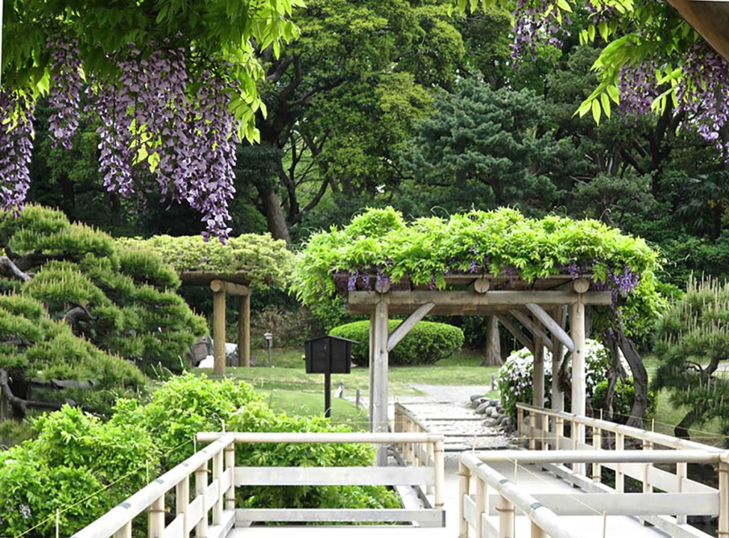 Wisteria in bloom at Hama Rikyu Teien