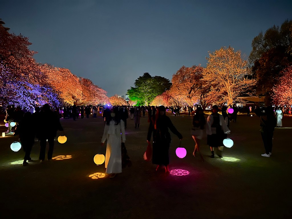 Cherry trees lit up in bright colors at night at Sakura Night Garden by Naked, in Shinjuku Gyouen