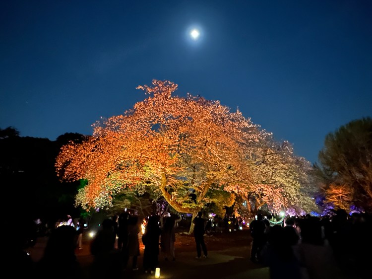 Cherry trees lit up in bright colors at night at Sakura Night Garden by Naked, in Shinjuku Gyouen