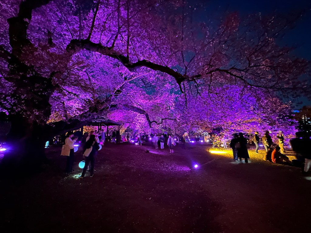 Cherry trees lit up in bright colors at night at Sakura Night Garden by Naked, in Shinjuku Gyouen
