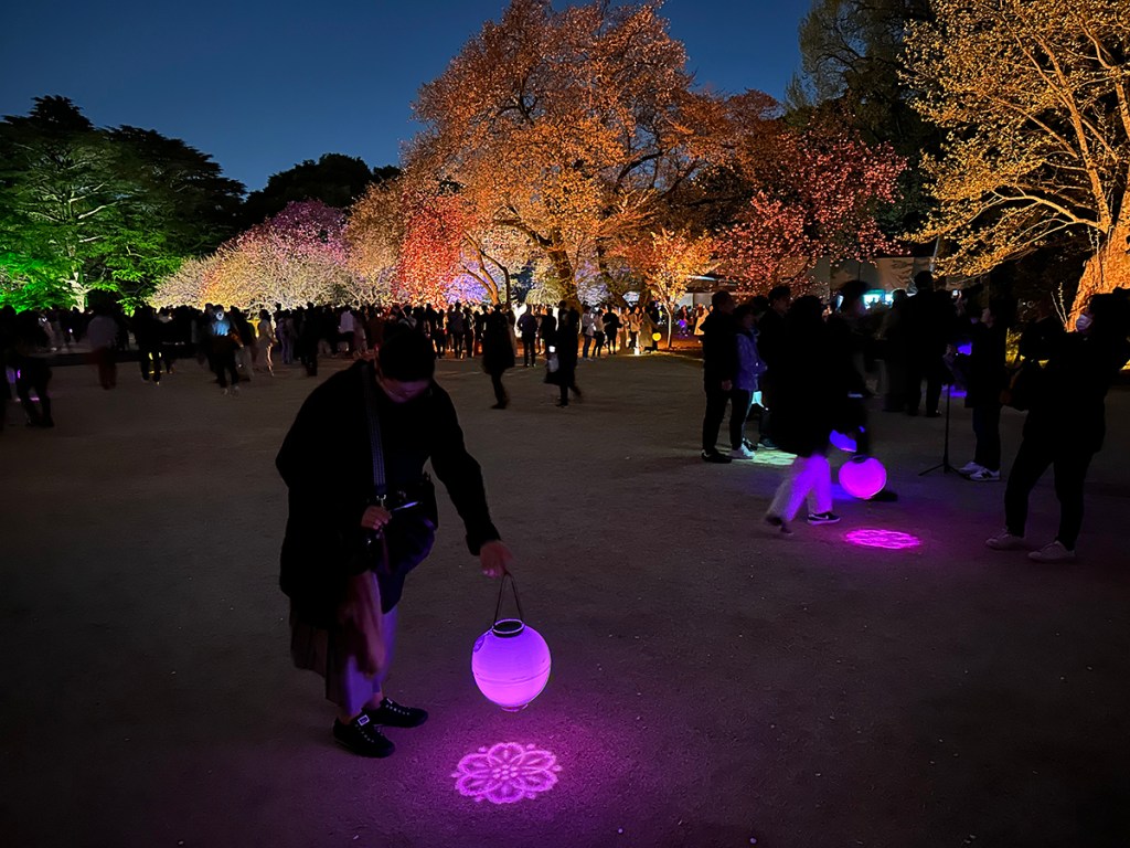Cherry trees lit up in bright colors at night at Sakura Night Garden by Naked, in Shinjuku Gyouen