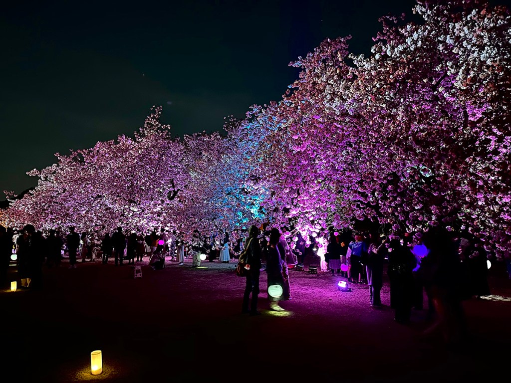 Cherry trees lit up in bright colors at night at Sakura Night Garden by Naked, in Shinjuku Gyouen