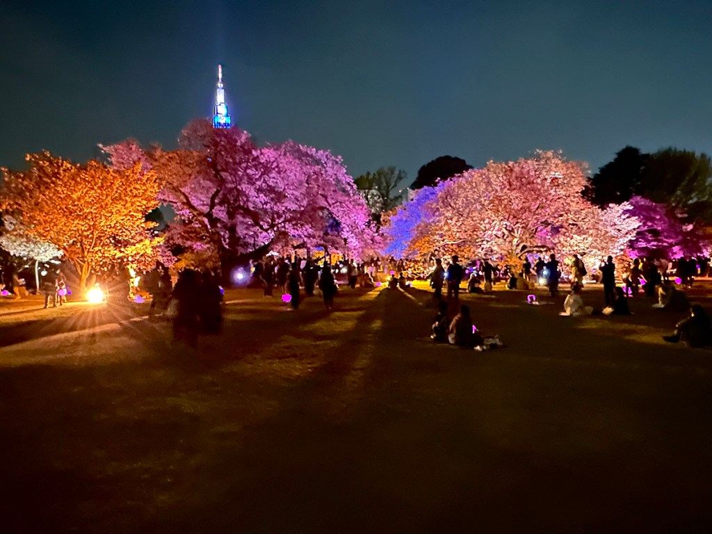 Cherry trees lit up in bright colors at night at Sakura Night Garden by Naked, in Shinjuku Gyouen