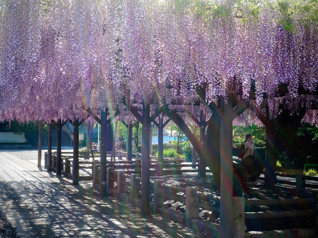 Wisteria in bloom at Nishiarai Daishi Temple