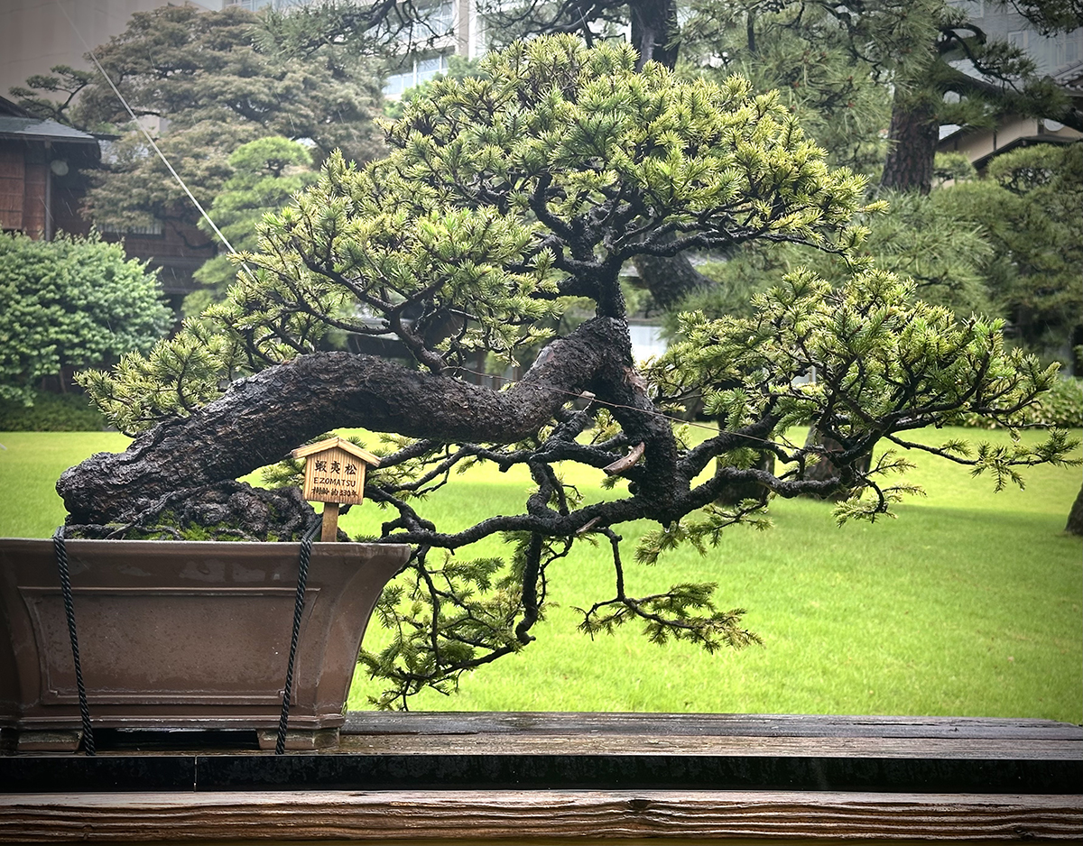 Bonsai that have seen some stuff – Only In Japan