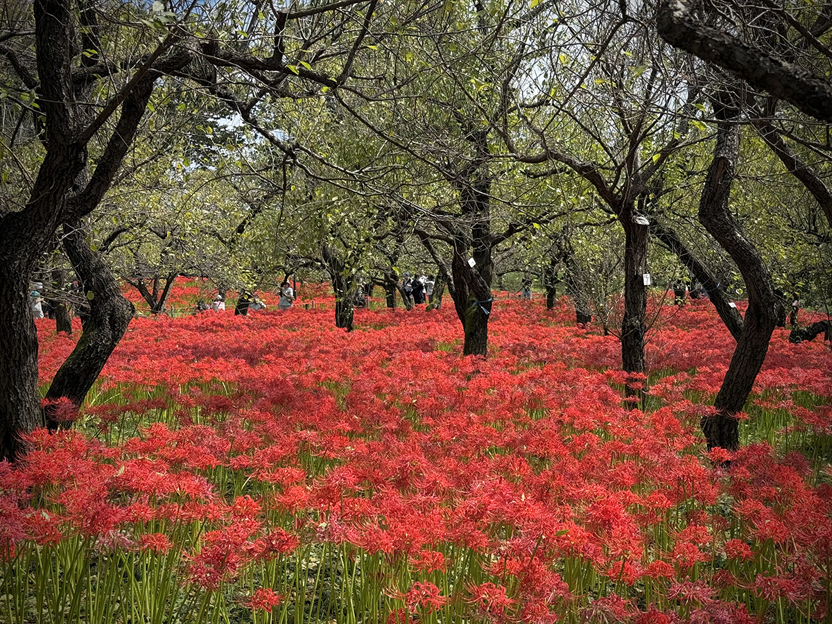 A sea of red spider lilies as far as the eye can see…in&nbsp;TOKYO?